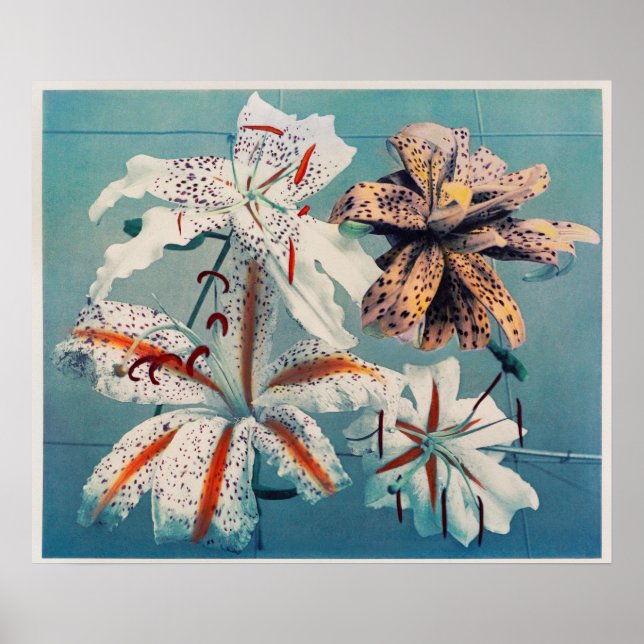Vintage botaniska illustrationer poster (Framsidan)