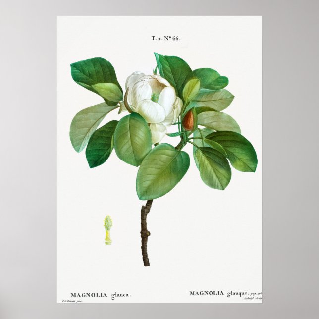 Vintage botaniska illustrationer poster (Framsidan)