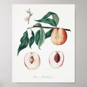 Vintage botaniska illustrationer poster