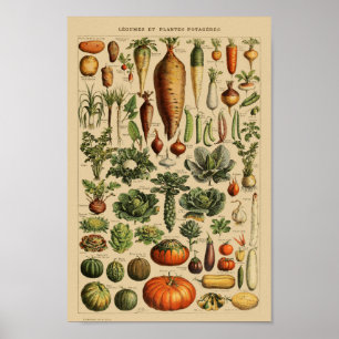 Vintage botaniska illustrationer poster