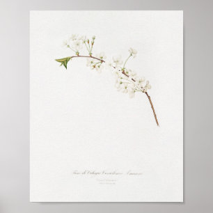 Vintage botaniska illustrationer poster