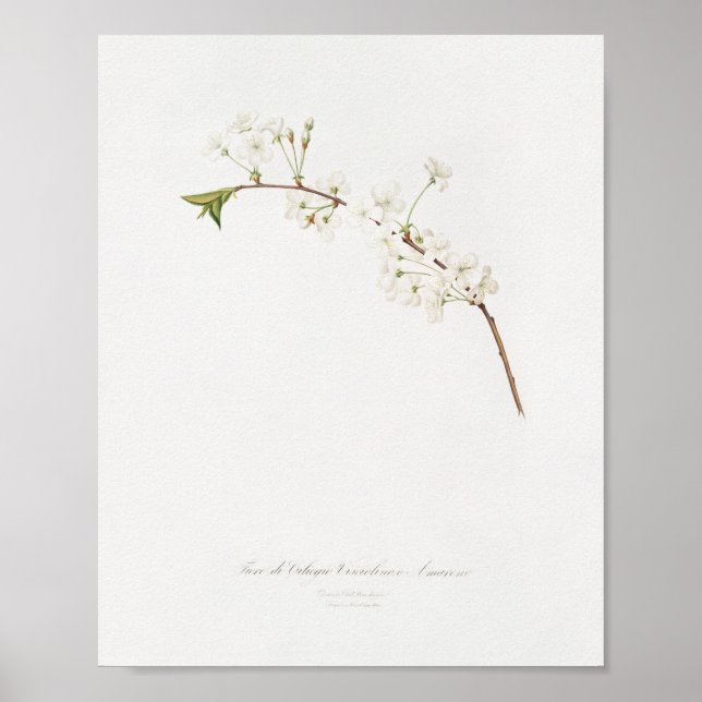 Vintage botaniska illustrationer poster (Framsidan)