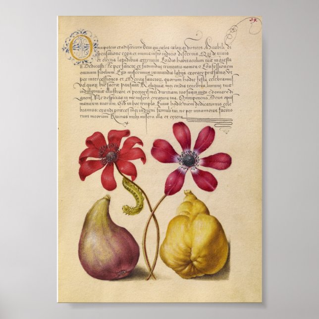 Vintage botaniska illustrationer poster (Framsidan)