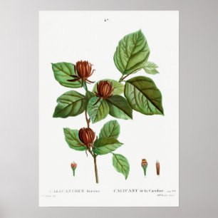 Vintage botaniska illustrationer poster