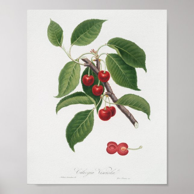 Vintage botaniska illustrationer poster (Framsidan)
