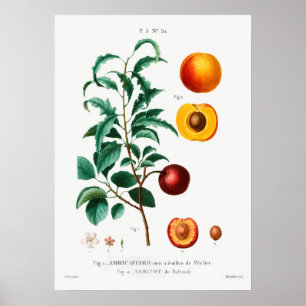 Vintage botaniska illustrationer poster