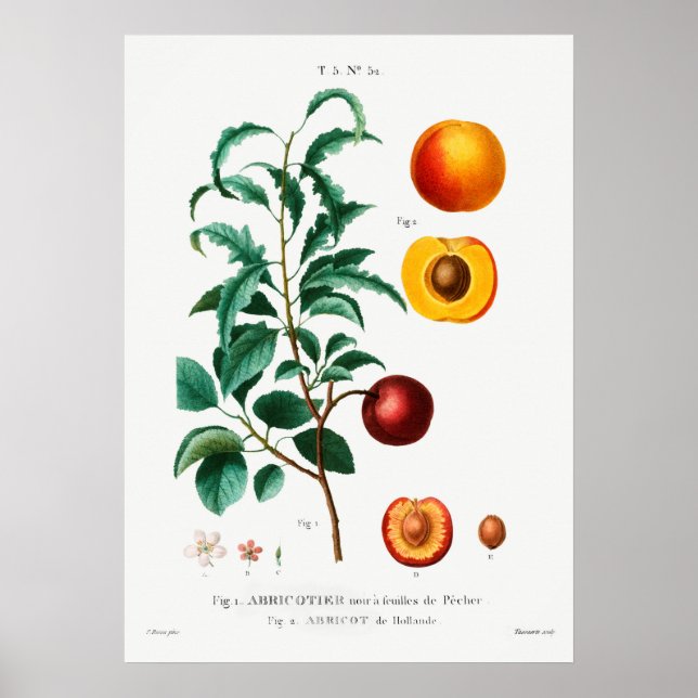 Vintage botaniska illustrationer poster (Framsidan)
