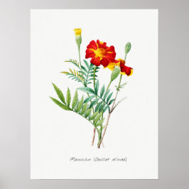 Vintage botaniska illustrationer poster
