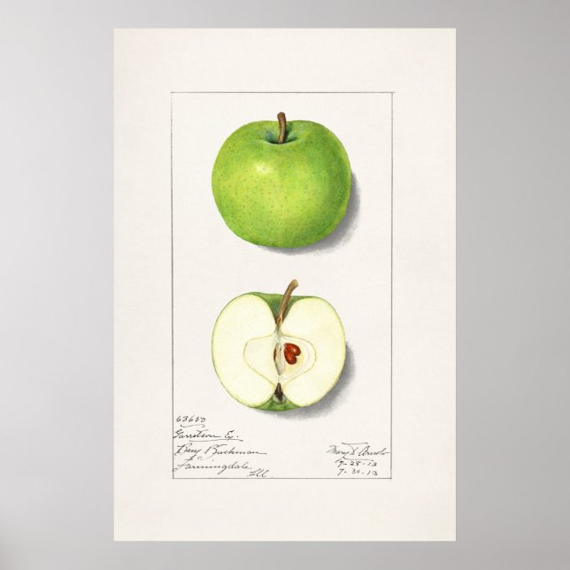 Vintage botaniska illustrationer poster (Framsidan)