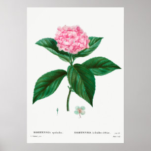 Vintage botaniska illustrationer poster