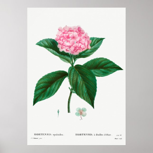 Vintage botaniska illustrationer poster (Framsidan)