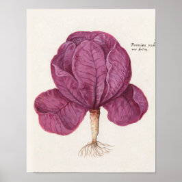 Vintage botaniska illustrationer poster