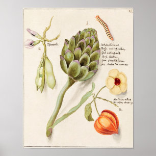 Vintage botaniska illustrationer poster