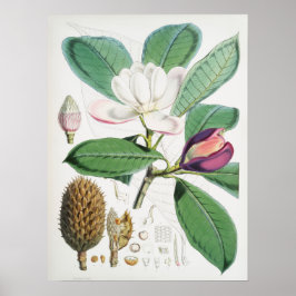 Vintage botaniska illustrationer poster