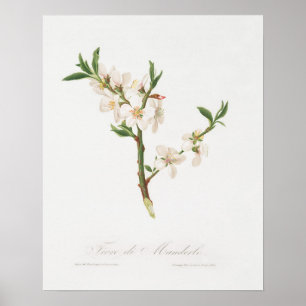 Vintage botaniska illustrationer poster