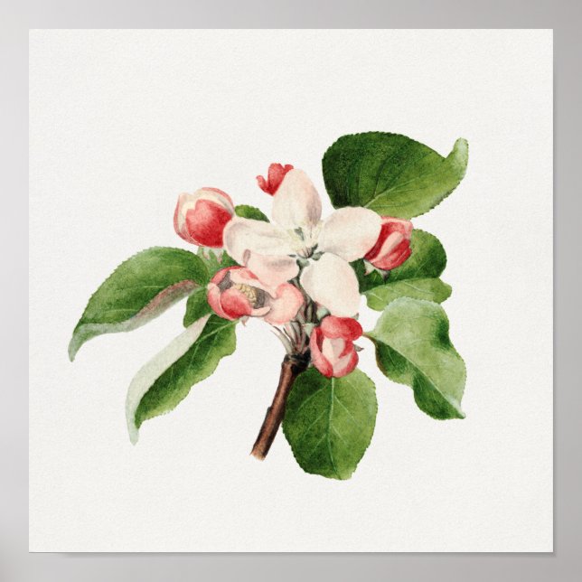 Vintage botaniska illustrationer poster (Framsidan)