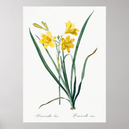 Vintage botaniska illustrationer poster