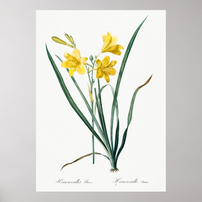 Vintage botaniska illustrationer poster (Framsidan)