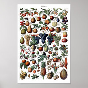Vintage botaniska illustrationer poster