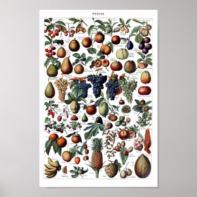 Vintage botaniska illustrationer poster (Framsidan)