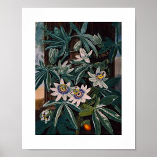 Vintage botaniska illustrationer poster
