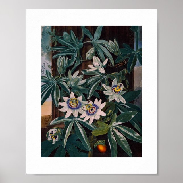 Vintage botaniska illustrationer poster (Framsidan)