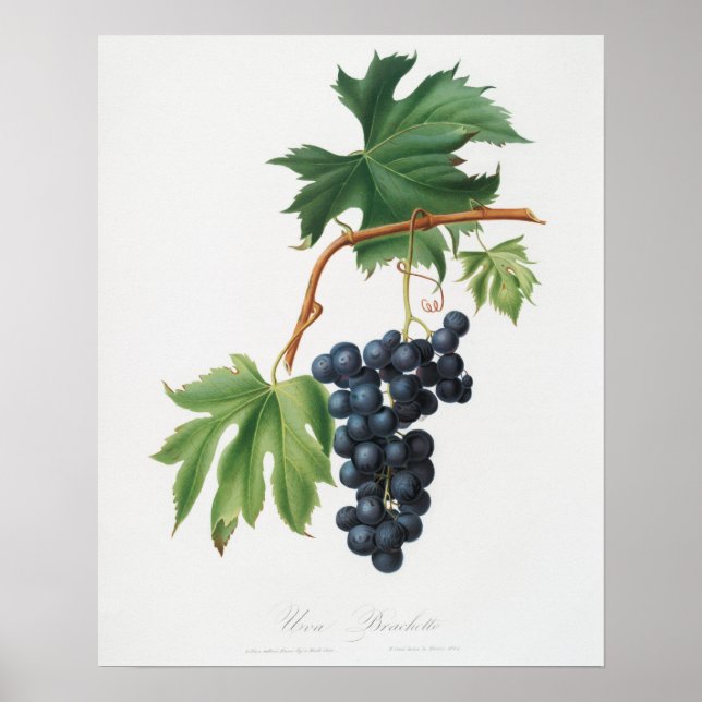 Vintage botaniska illustrationer poster (Framsidan)