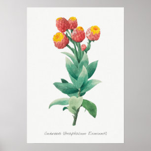 Vintage botaniska illustrationer poster