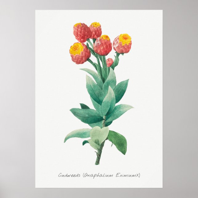 Vintage botaniska illustrationer poster (Framsidan)