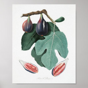 Vintage botaniska illustrationer poster