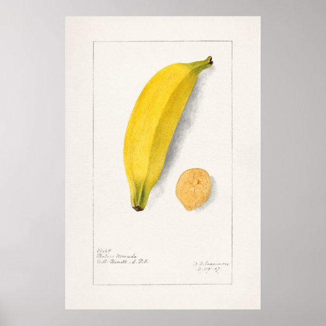 Vintage botaniska illustrationer poster (Framsidan)