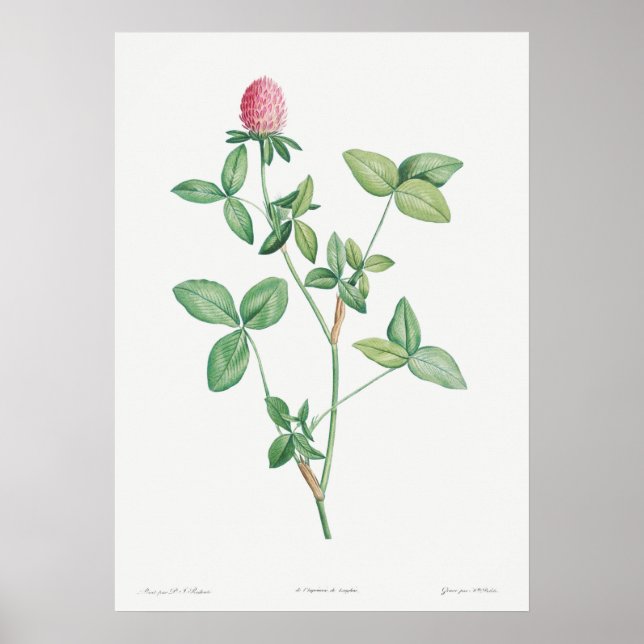 Vintage botaniska illustrationer poster (Framsidan)