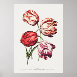 Vintage botaniska illustrationer poster