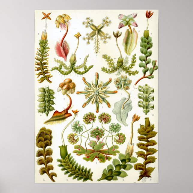 Vintage botaniska illustrationer poster (Framsidan)