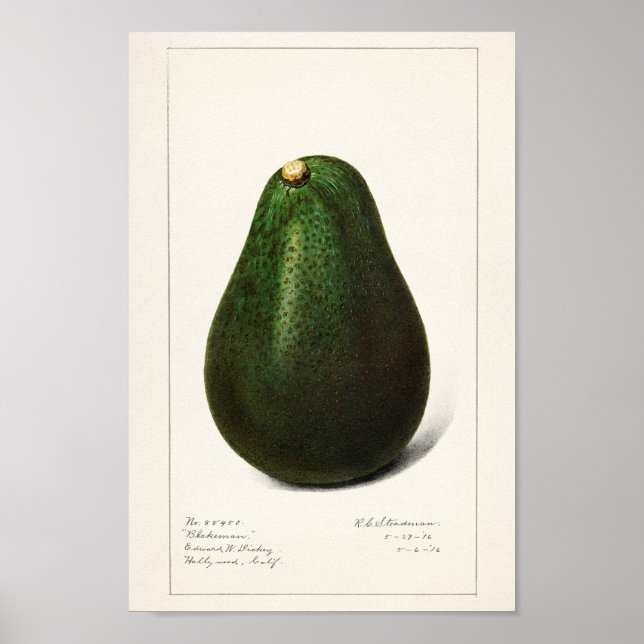 Vintage botaniska illustrationer poster (Framsidan)