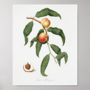 Vintage botaniska illustrationer poster