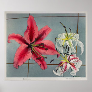 Vintage botaniska illustrationer poster