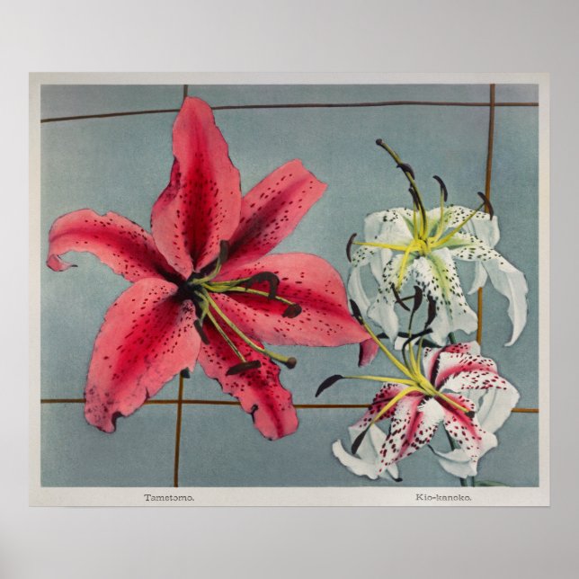 Vintage botaniska illustrationer poster (Framsidan)
