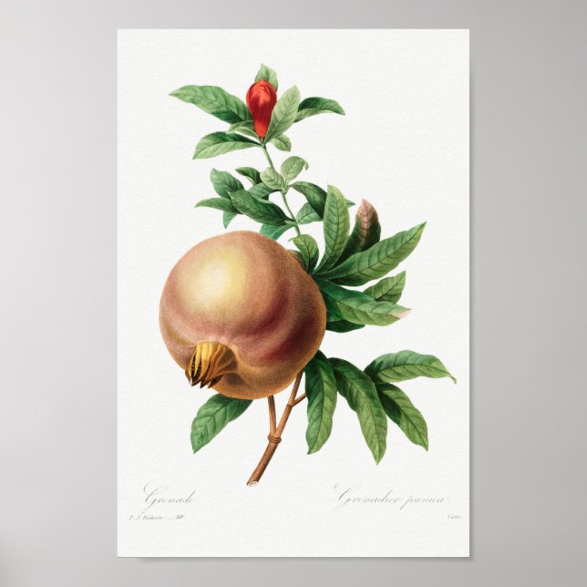 Vintage botaniska illustrationer poster (Framsidan)