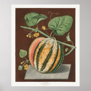 Vintage botaniska illustrationer poster
