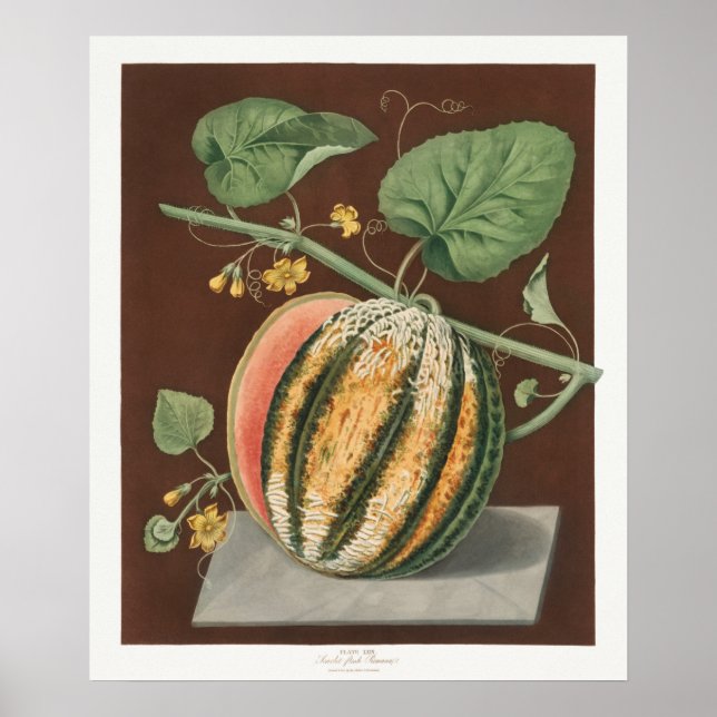 Vintage botaniska illustrationer poster (Framsidan)