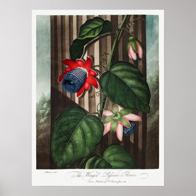 Vintage botaniska illustrationer poster (Framsidan)