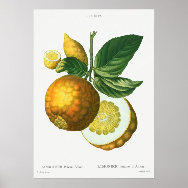 Vintage botaniska illustrationer poster (Framsidan)