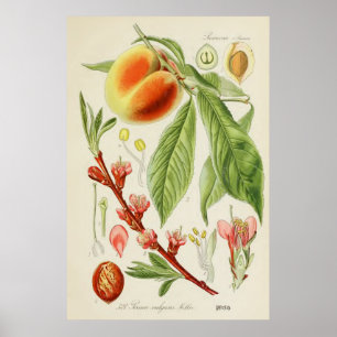 Vintage botaniska illustrationer poster