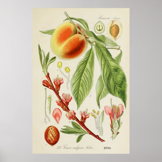 Vintage botaniska illustrationer poster (Framsidan)