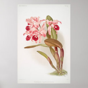 Vintage botaniska illustrationer poster