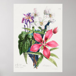 Vintage botaniska illustrationer poster