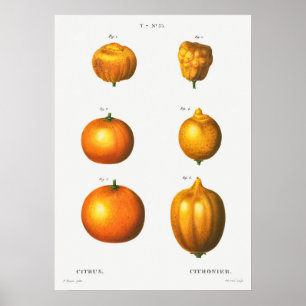 Vintage botaniska illustrationer poster