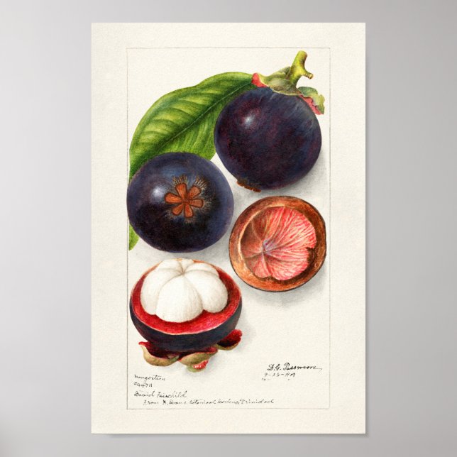 Vintage botaniska illustrationer poster (Framsidan)
