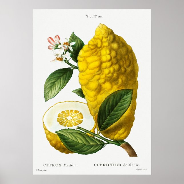 Vintage botaniska illustrationer poster (Framsidan)